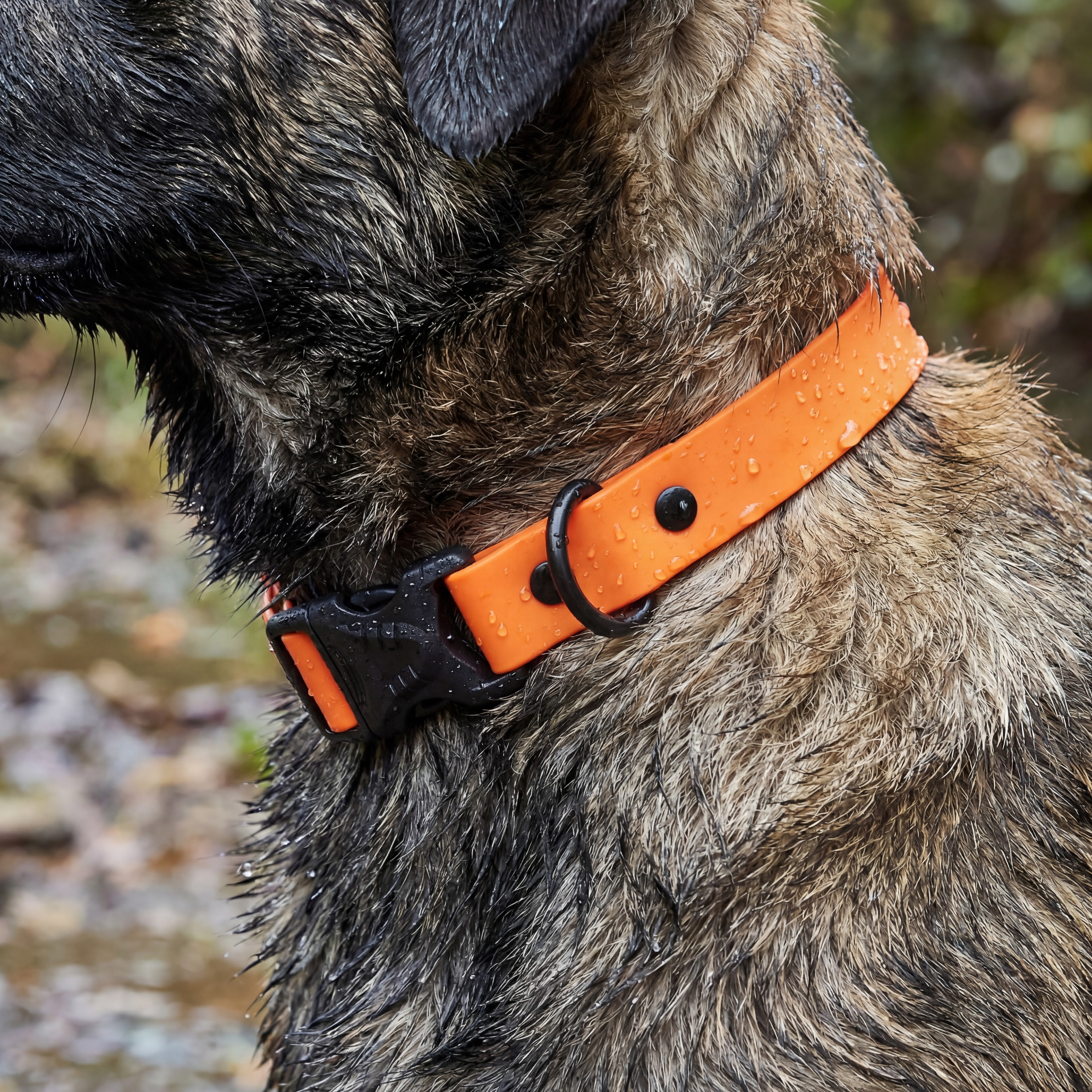 mammoth pet waterproof collar