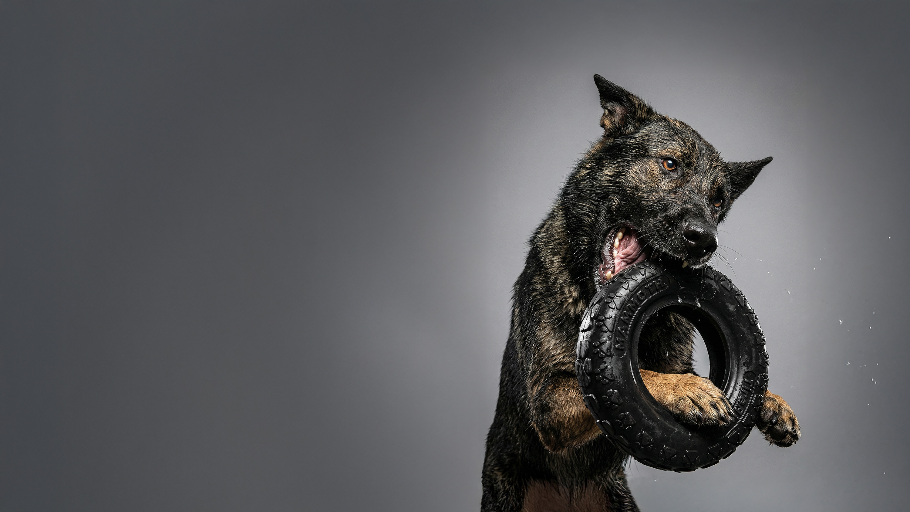 mammoth pet the original tire biter for dogs who play hard