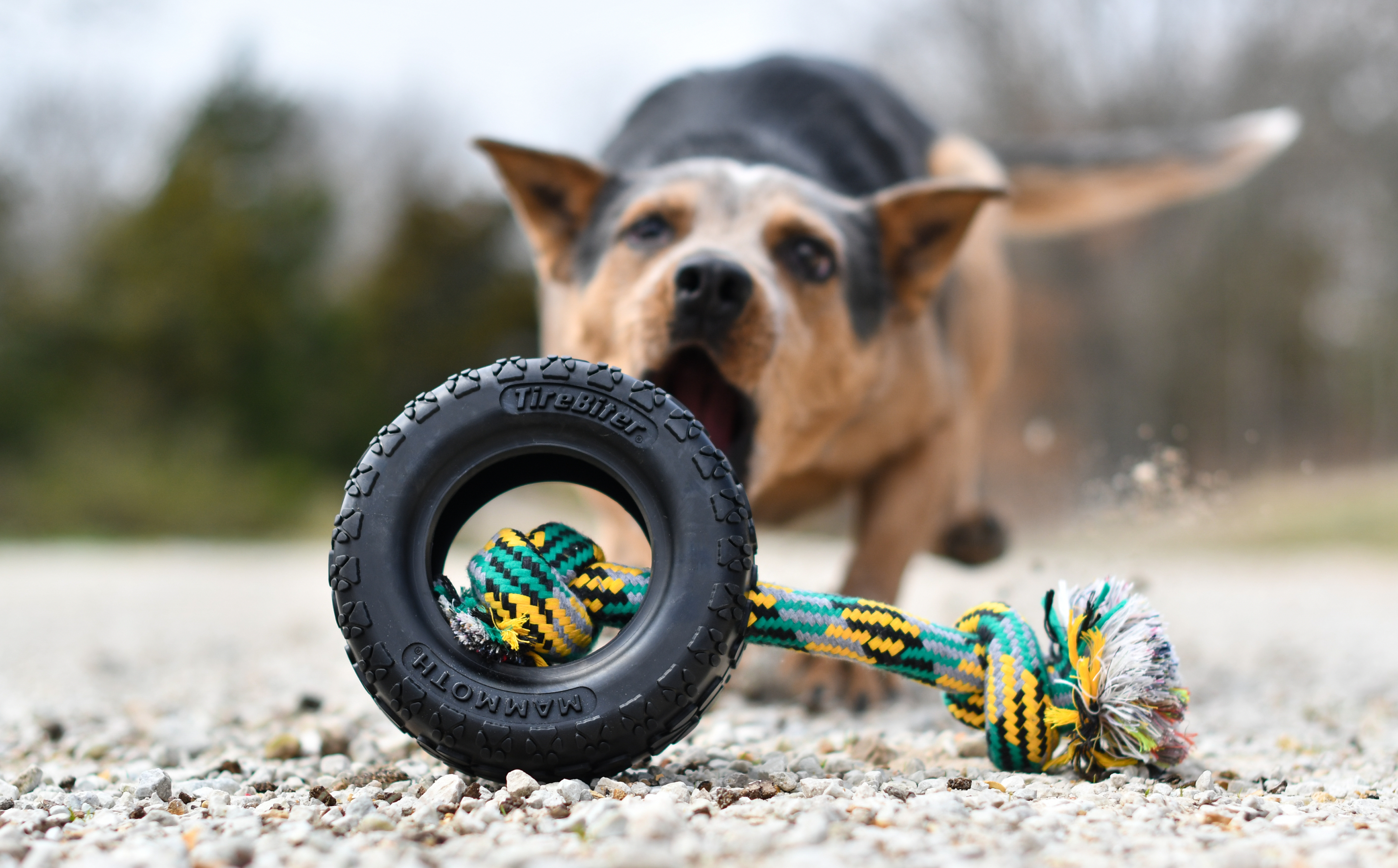 mammoth pet the original tire biter for dogs who play hard
