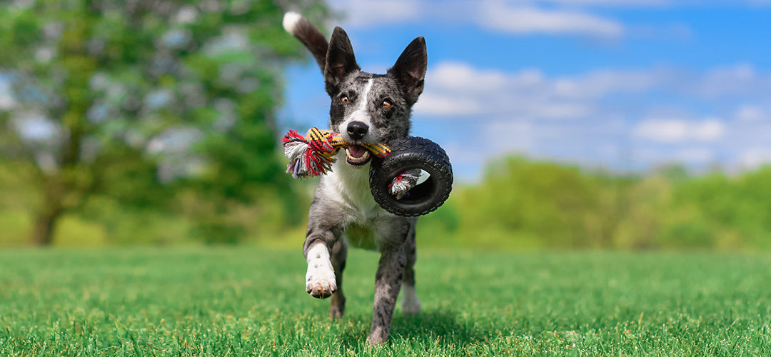Dog running with blue sky and grass and a rope toy with a tire